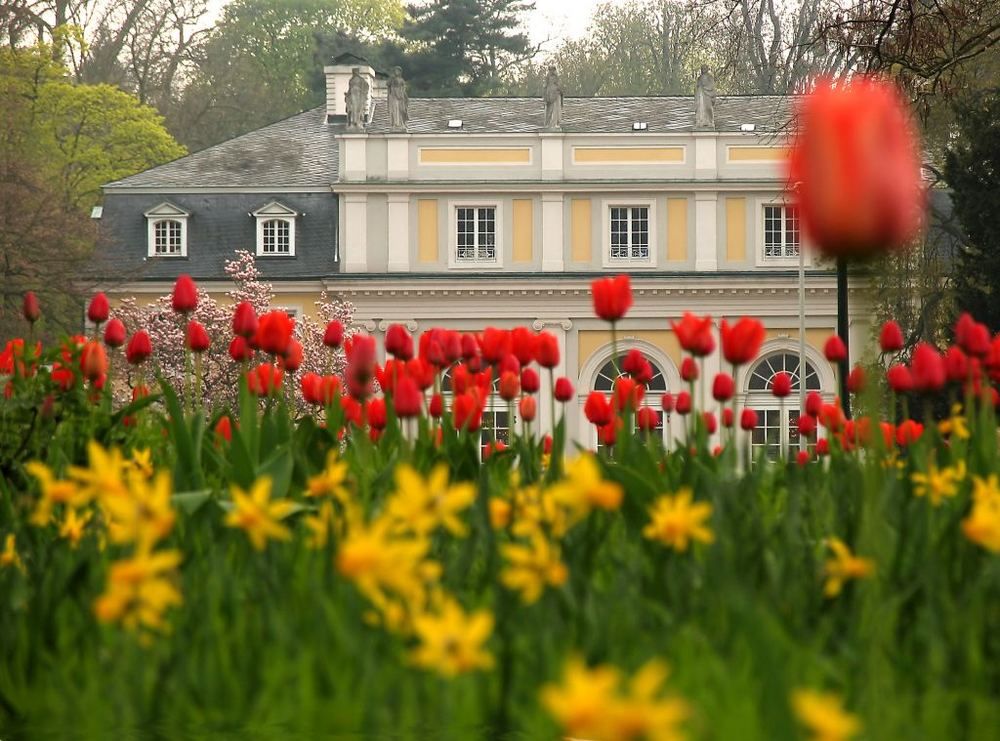 Frühling in Godesberg