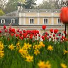 Frühling in Godesberg