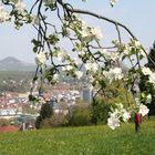 Frühling in Göppingen