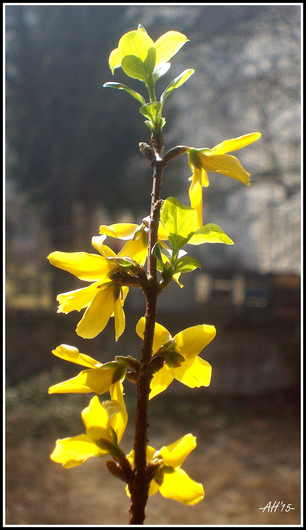 Frühling in Goldgelb