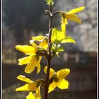 Frühling in Goldgelb