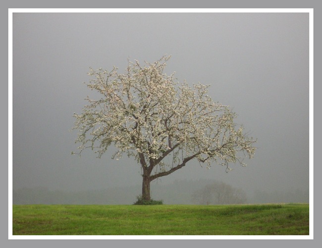 Frühling in Grau II