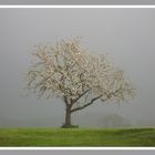 Frühling in Grau II