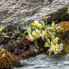 Frühling in Graubünden