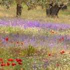 Frühling in Griechenland - blühende Olivenhaine