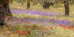 Frühling in Griechenland - blühende Olivenhaine