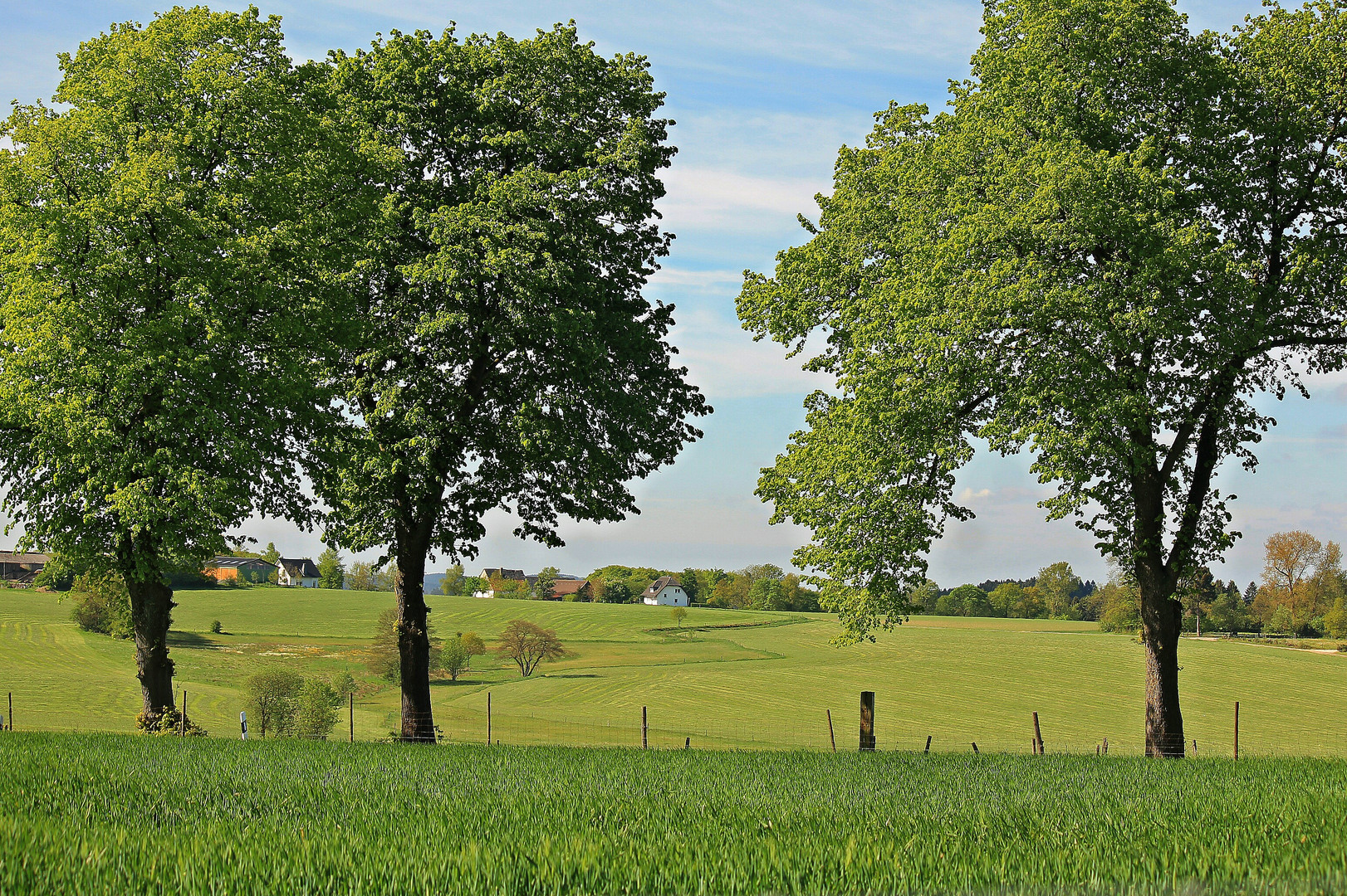 Frühling in Grün