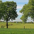 Frühling in Grün