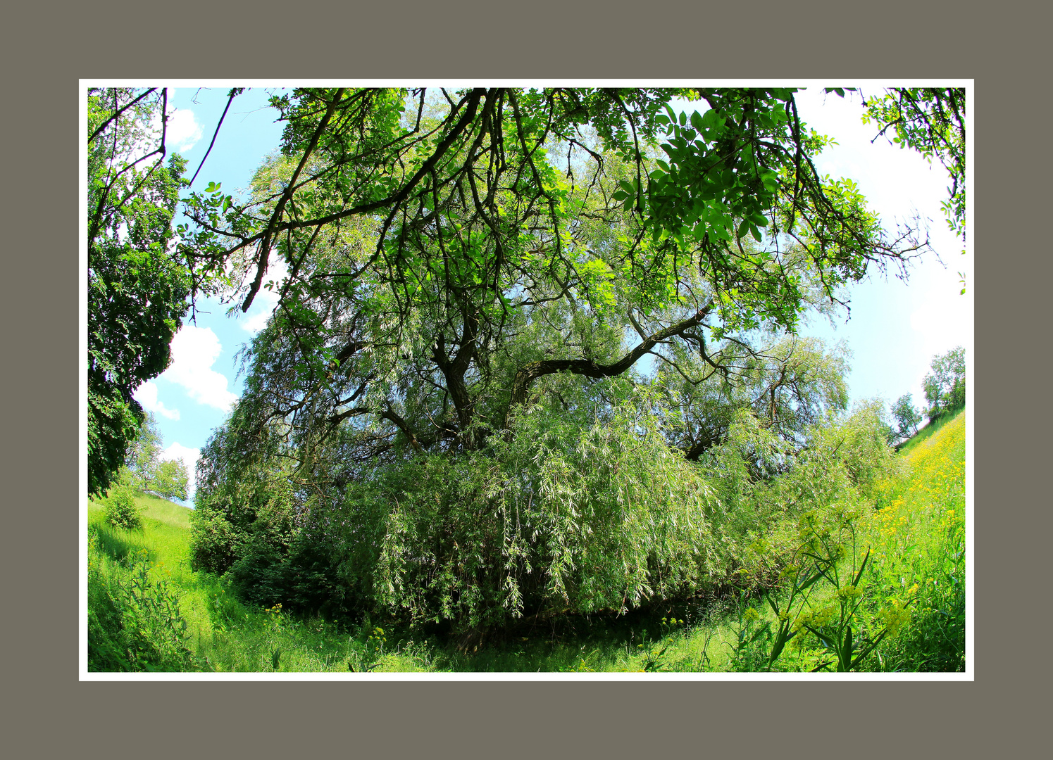 Frühling in Grün (auf Wunsch einer einzelnen Person)