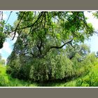 Frühling in Grün (auf Wunsch einer einzelnen Person)