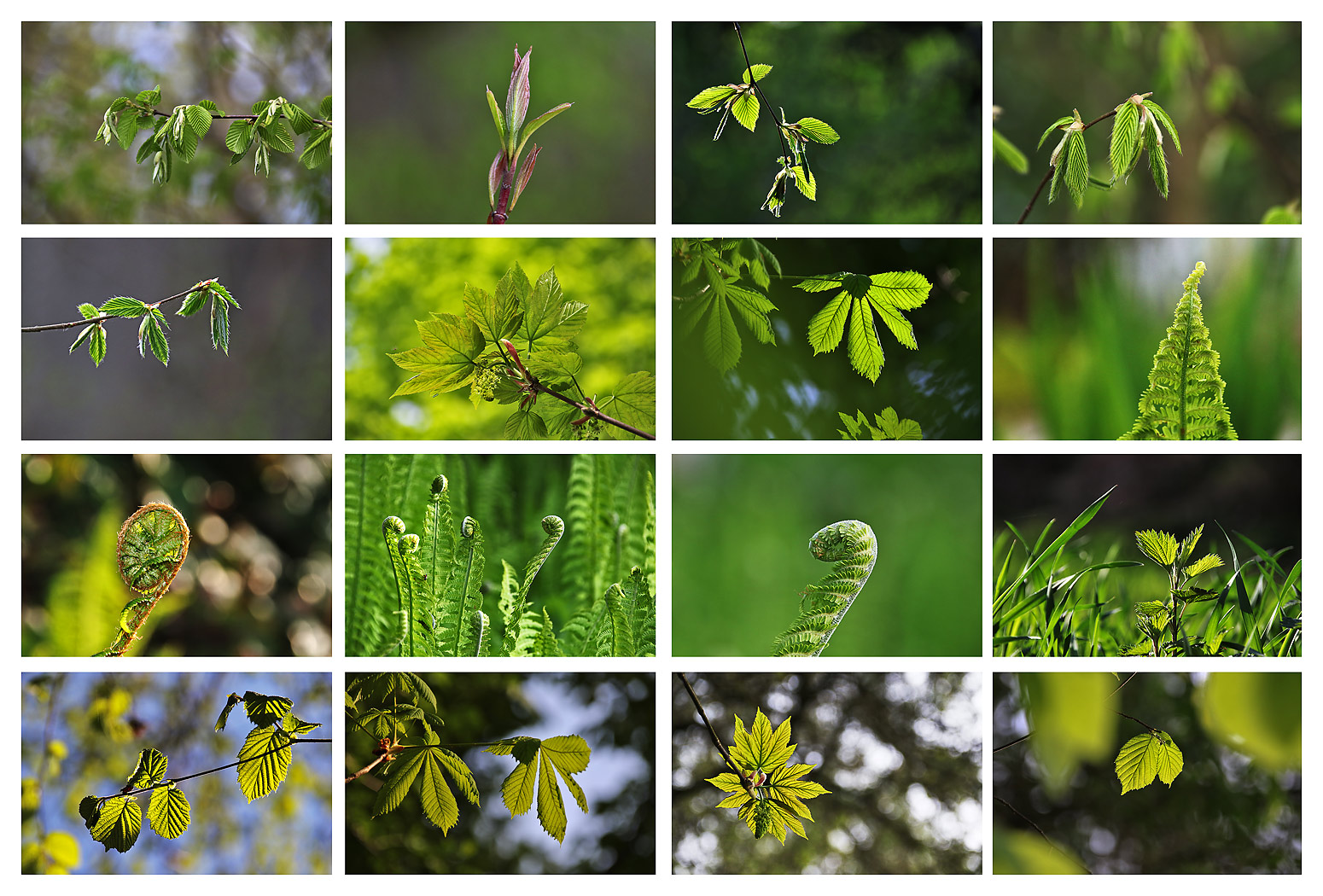 Frühling in GRÜN