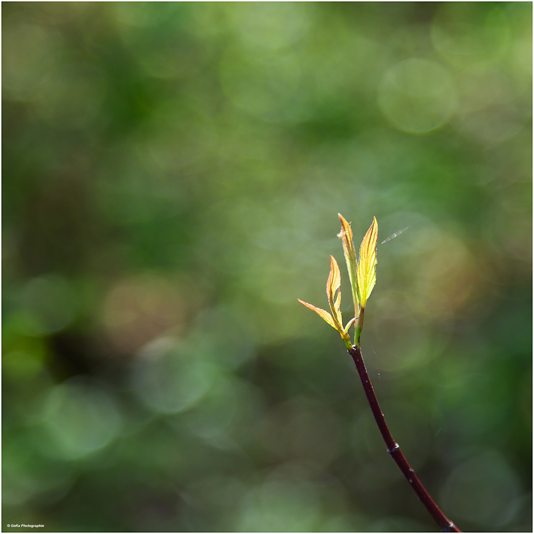 Frühling in grün