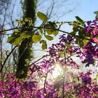 Frühling in Gütersloh