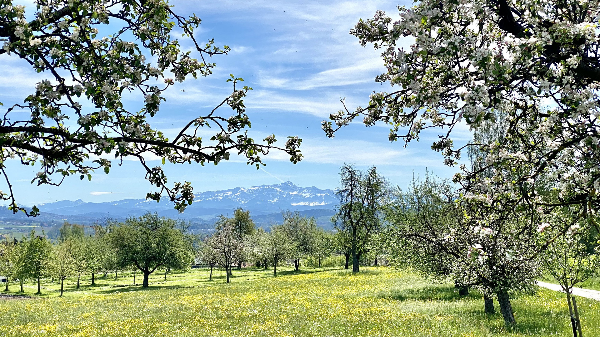 Frühling in Häuslenen mit Säntis