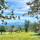 Frühling in Häuslenen mit Säntis