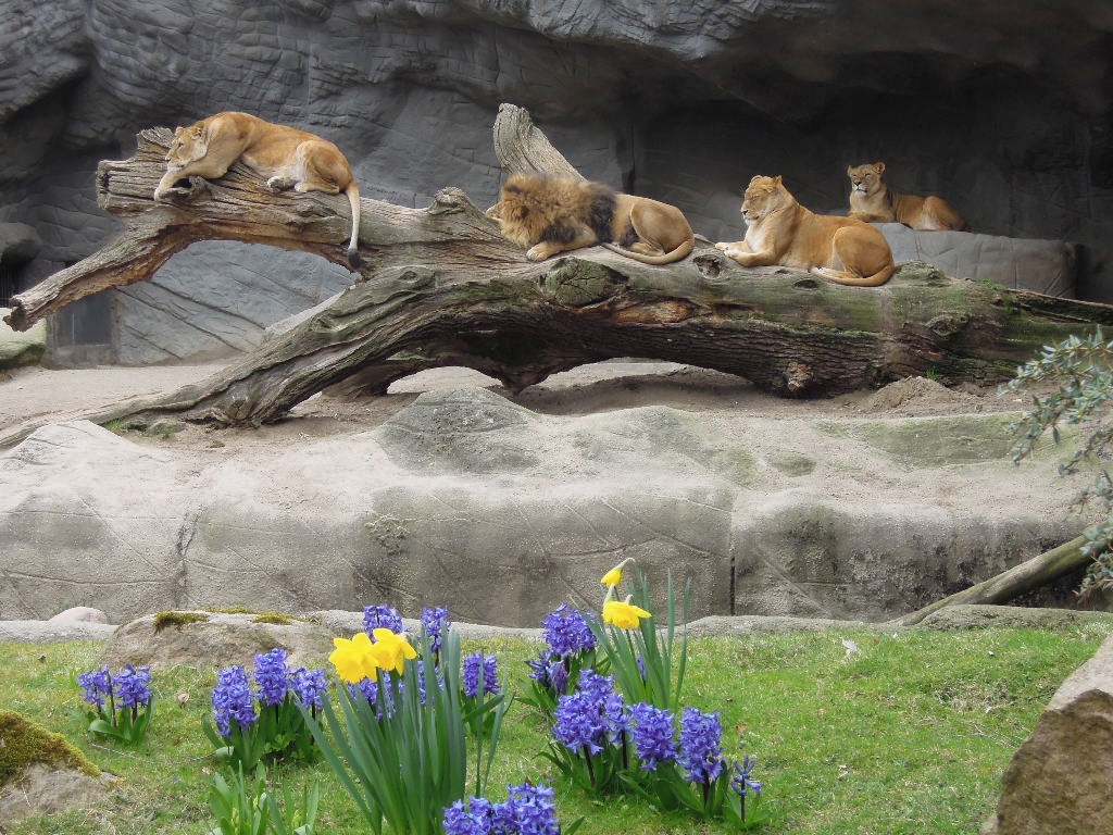 Frühling in Hagenbecks Tierpark