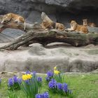 Frühling in Hagenbecks Tierpark