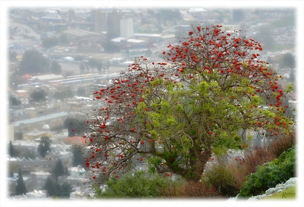 Frühling in Haifa (Israel)