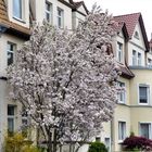 Frühling in Hameln