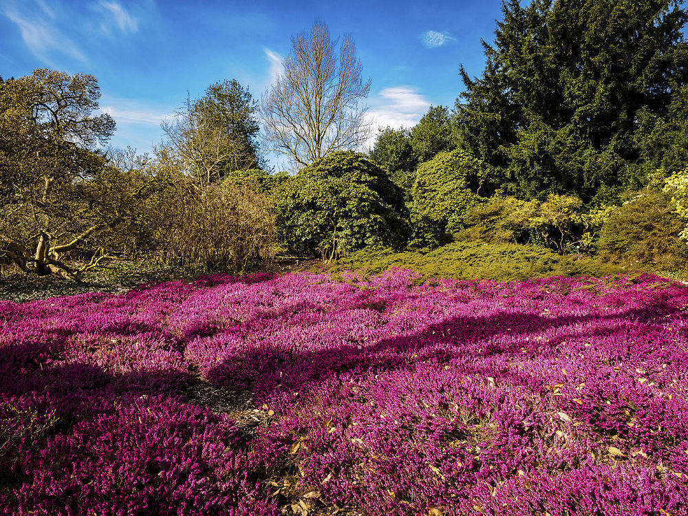 Frühling in Hannover/Berggarten