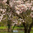 Frühling in Harsefeld