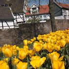 Frühling in Hattingen