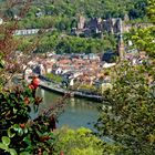 Frühling in Heidelberg