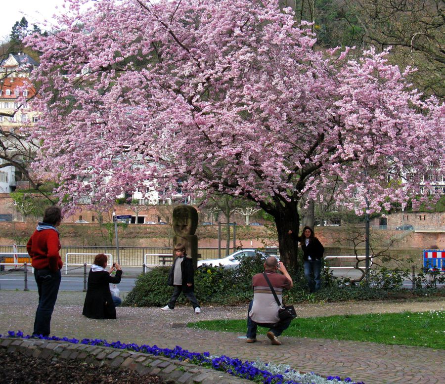 Frühling in Heidelberg