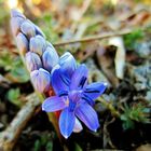 Frühling in hellblau