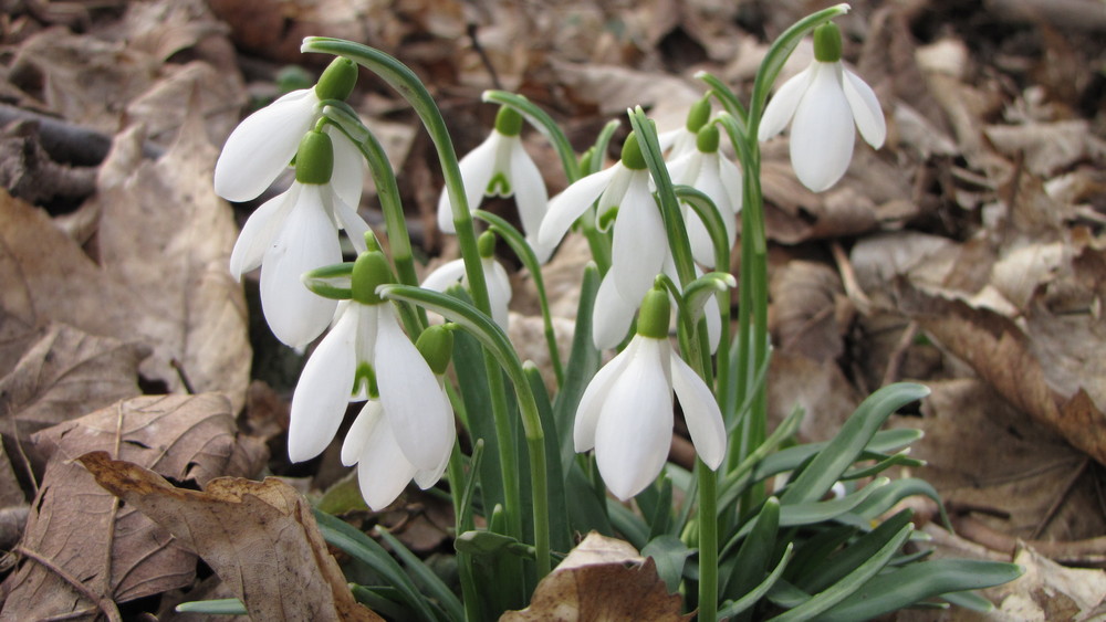 Frühling in Hösbach