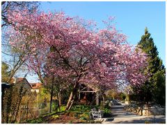 Frühling in Hof