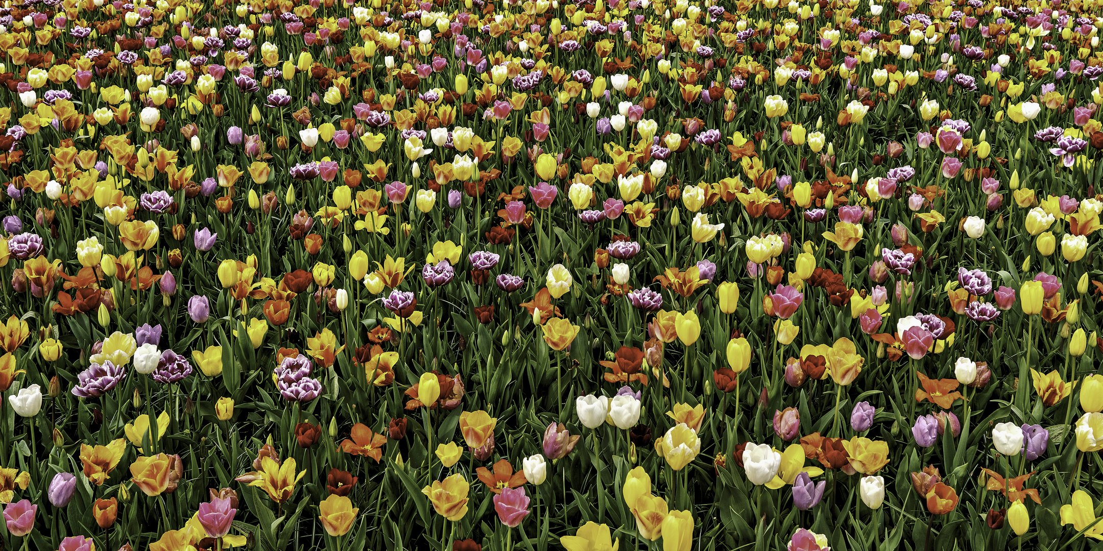 Frühling in Holland