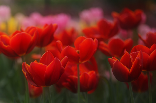 Frühling in Holland [2]