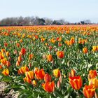 frühling in holland