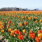 frühling in holland