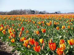 frühling in holland