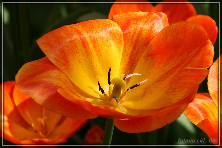 Frühling in Holland