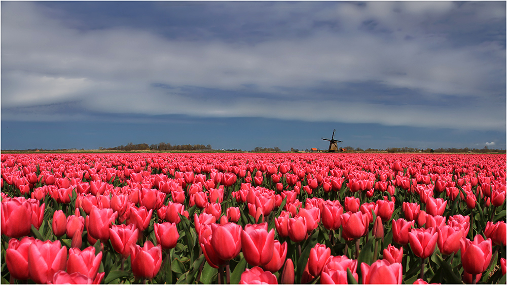 Frühling in Holland