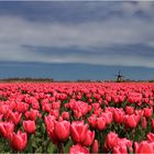 Frühling in Holland