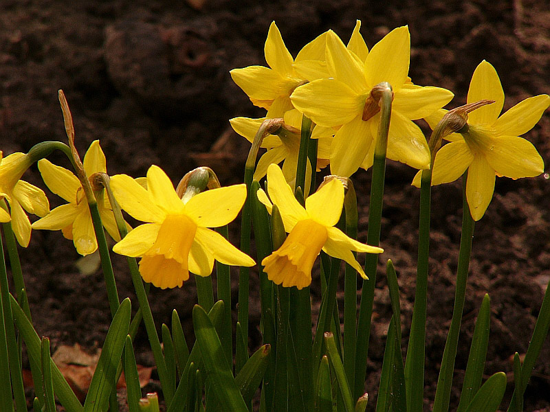 Frühling in Holland