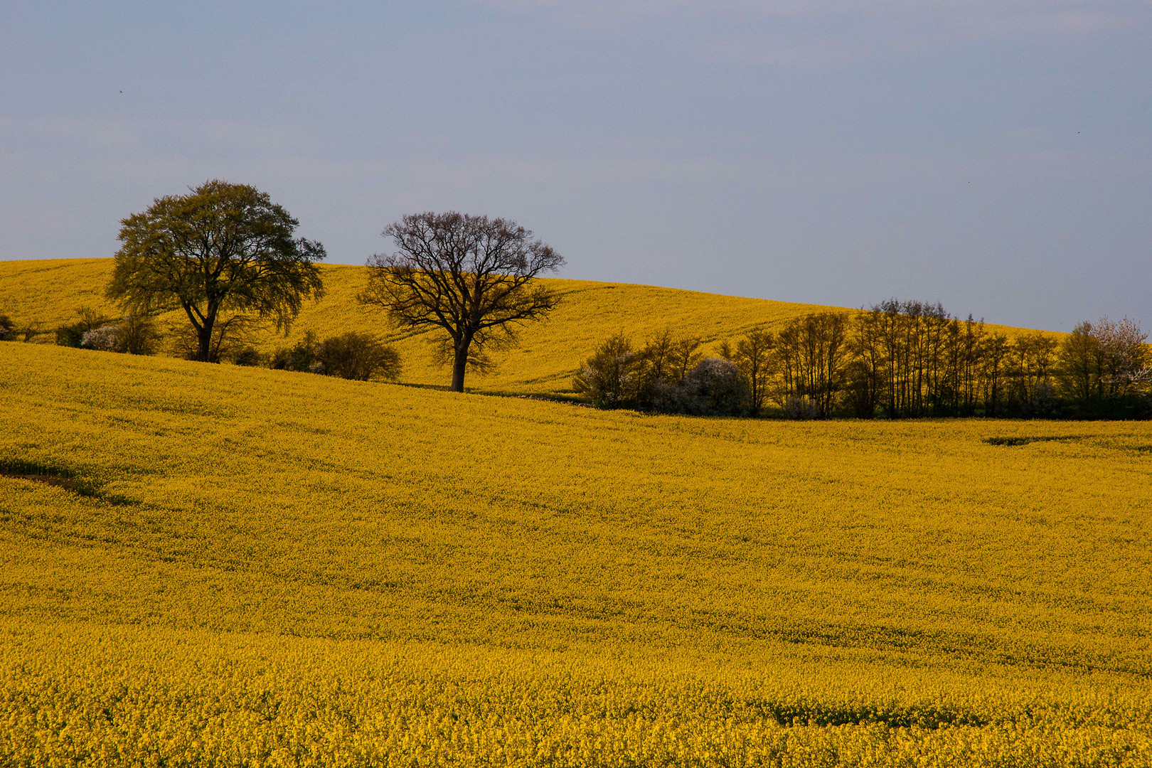 Frühling in Holstein