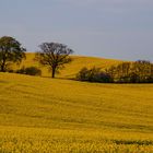 Frühling in Holstein