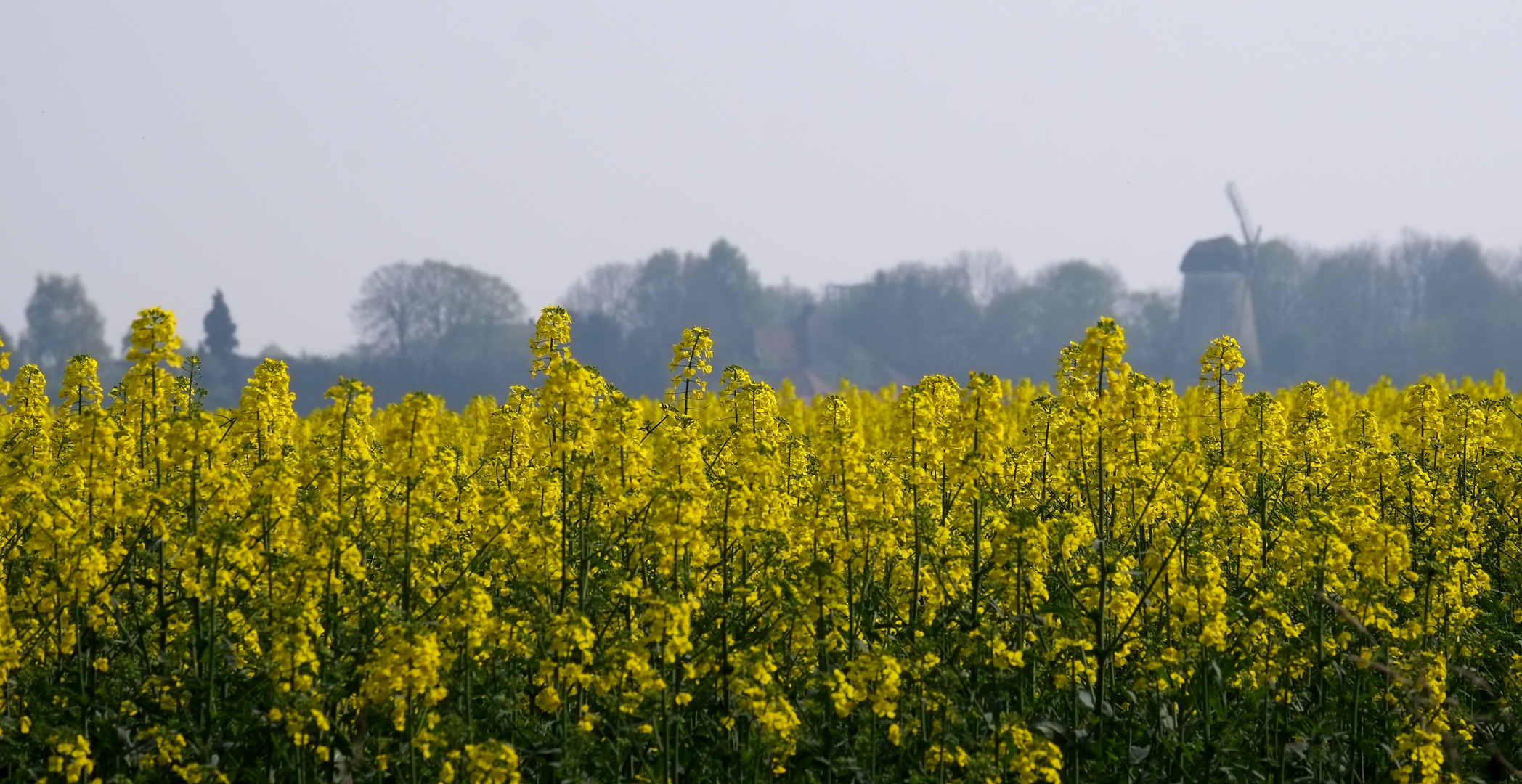 Frühling in Immerath  -2-