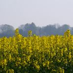 Frühling in Immerath  -2-