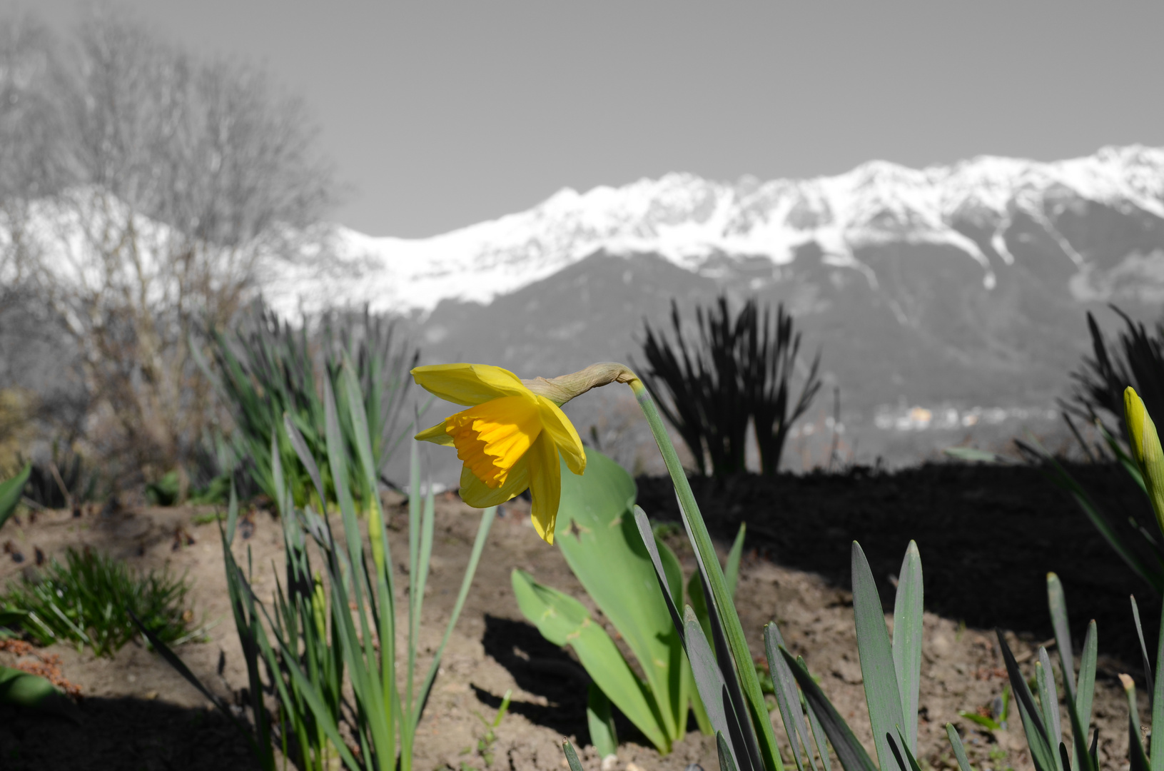 Frühling in Innsbruck