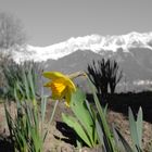 Frühling in Innsbruck