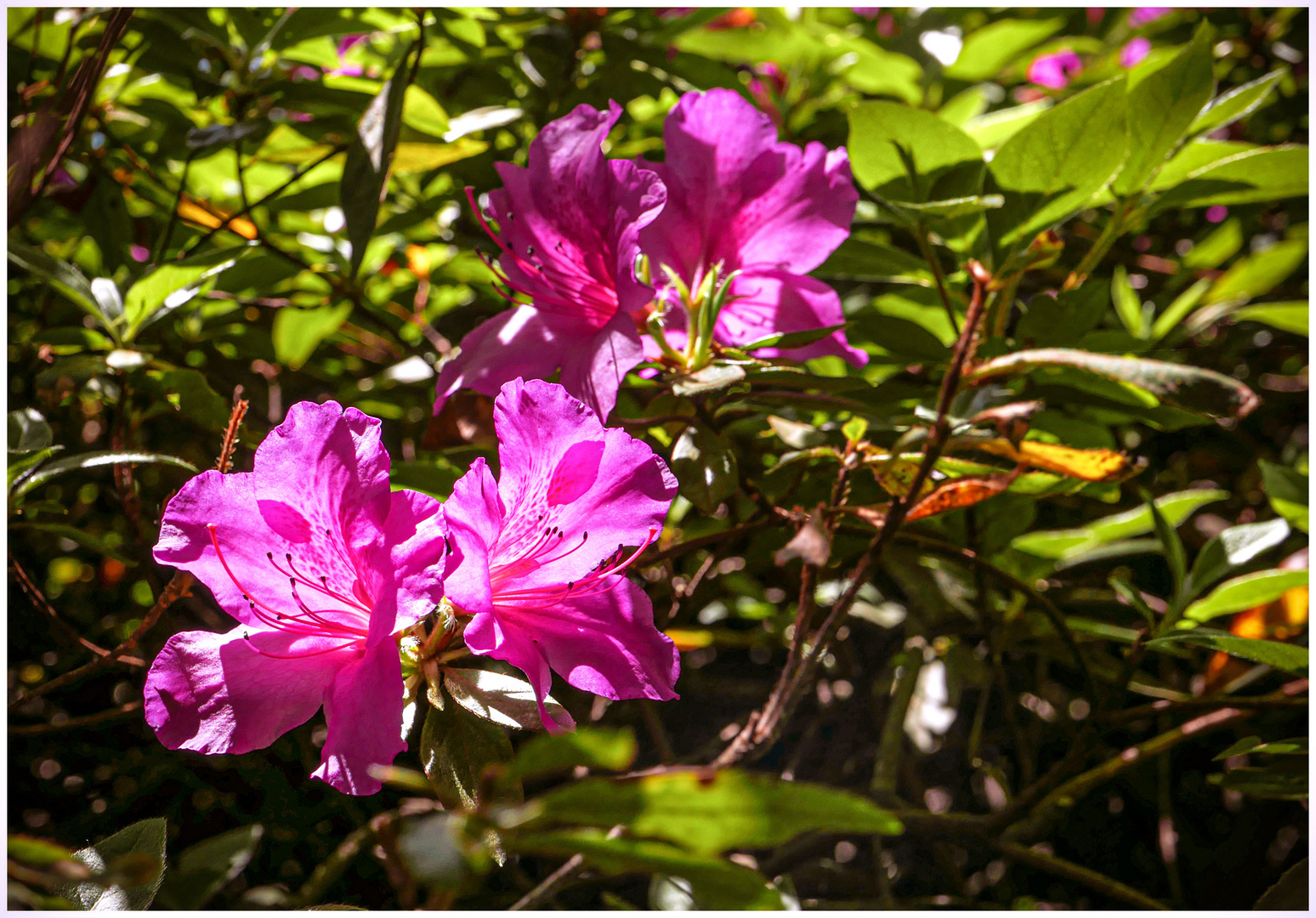 Frühling in Italien