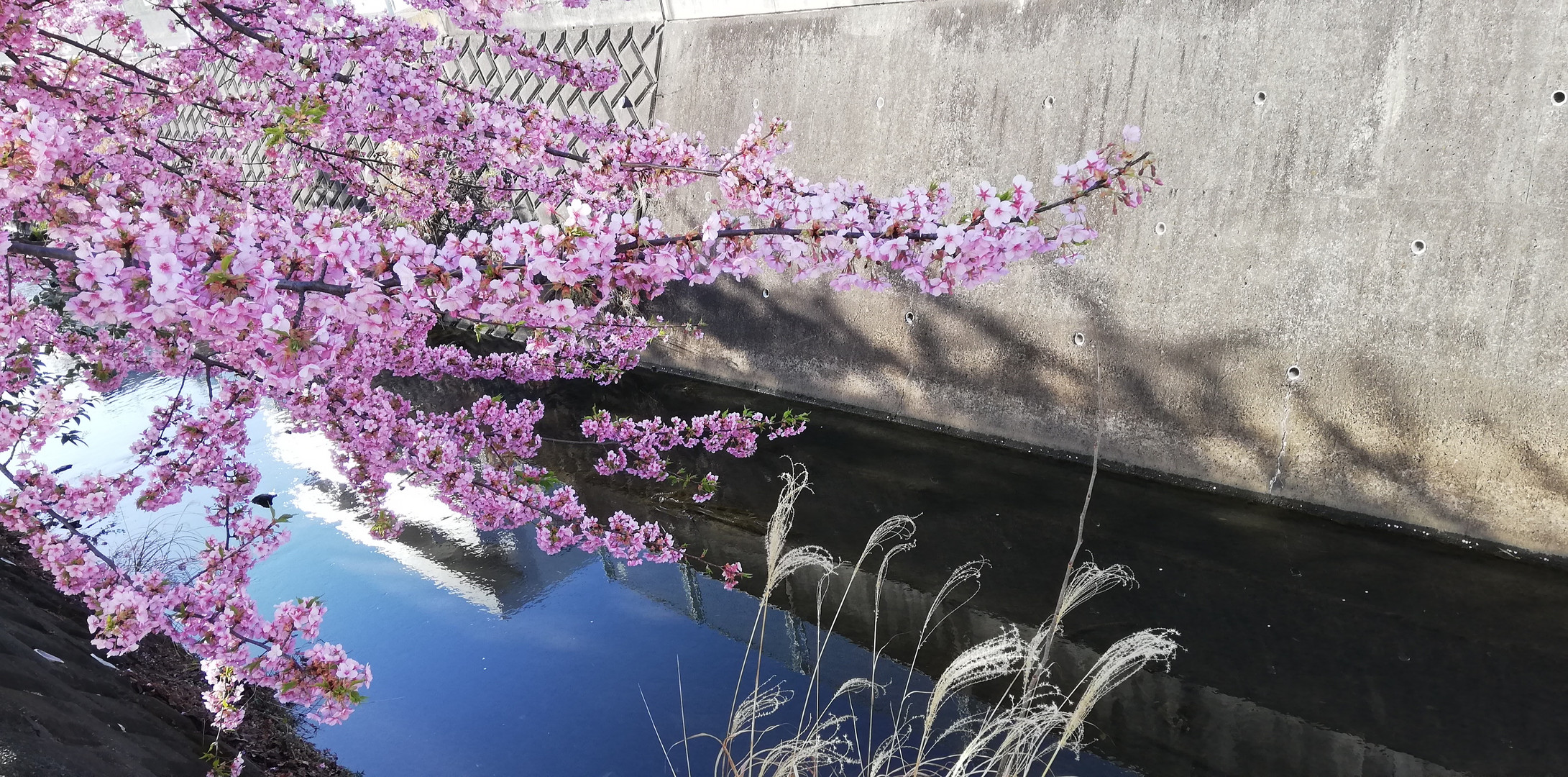 Frühling in Japan