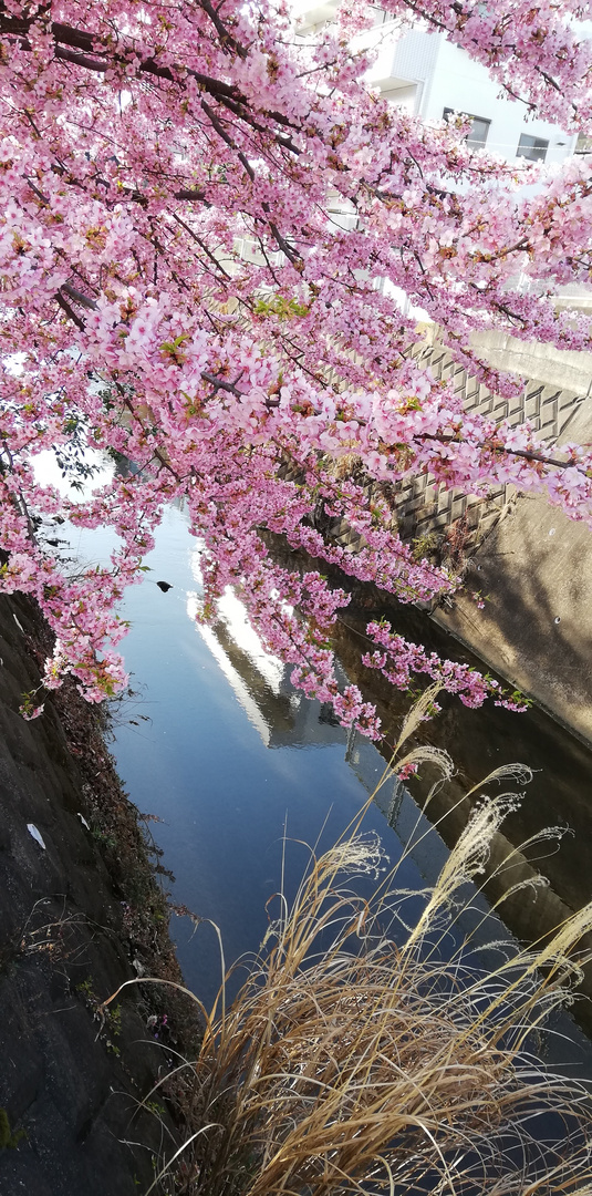 Frühling in Japan II