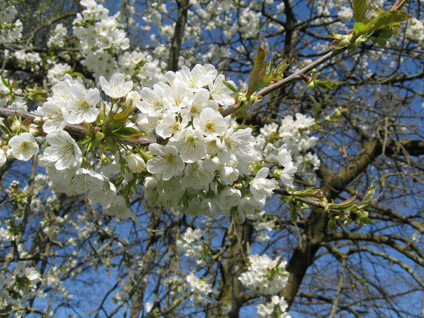 Frühling in Käferbach